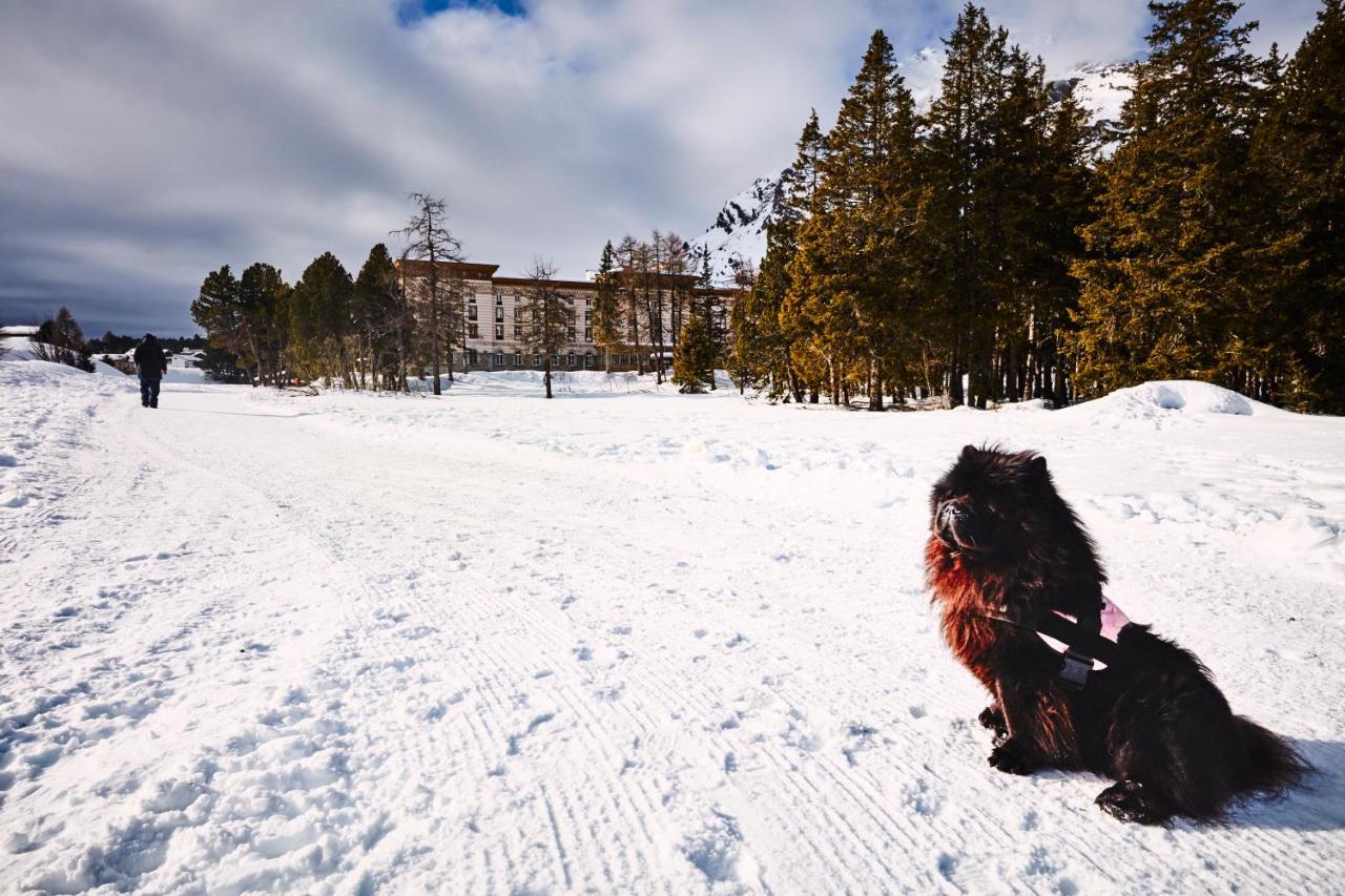 Maloja Palace Residence Engadin-St Moritz Co2-Neutral Eksteriør billede